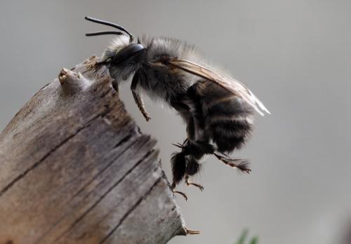 Réf. 227 263 : Anthophora plumipes